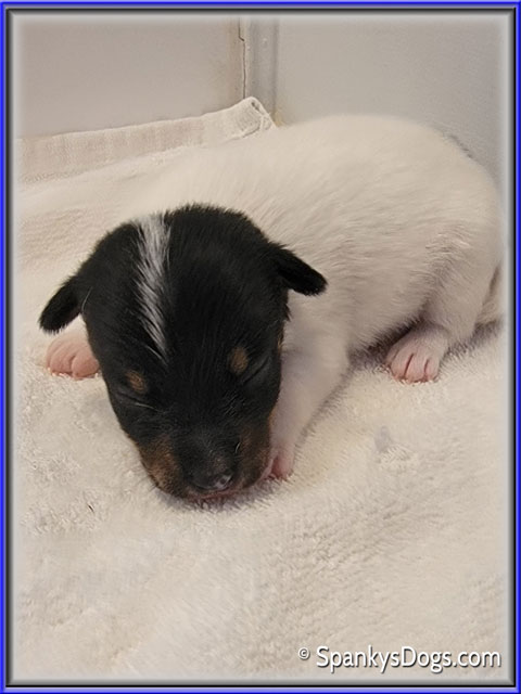 Male #2 Jack Russell Terrier Puppy for Sale