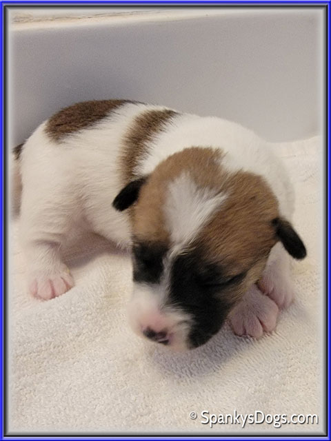Male #3 Jack Russell Terrier Puppy for Sale