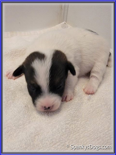 Male #4 Jack Russell Terrier Puppy for Sale
