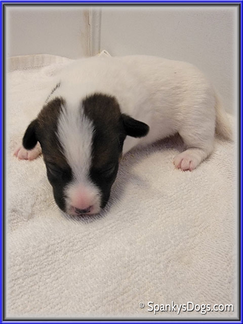 Male #5 Jack Russell Terrier Puppy for Sale