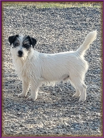Male #1 jack russell puppy for sale
