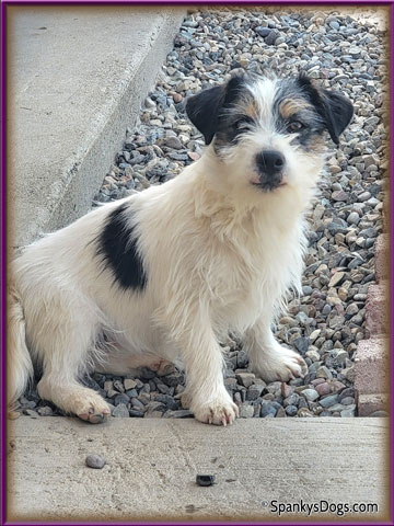 Male #1 jack russell puppy for sale