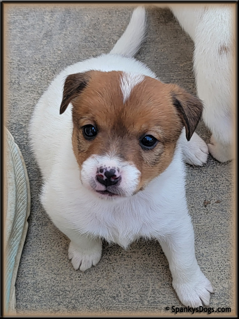 Female #1 Jack Russell Terrier Puppy