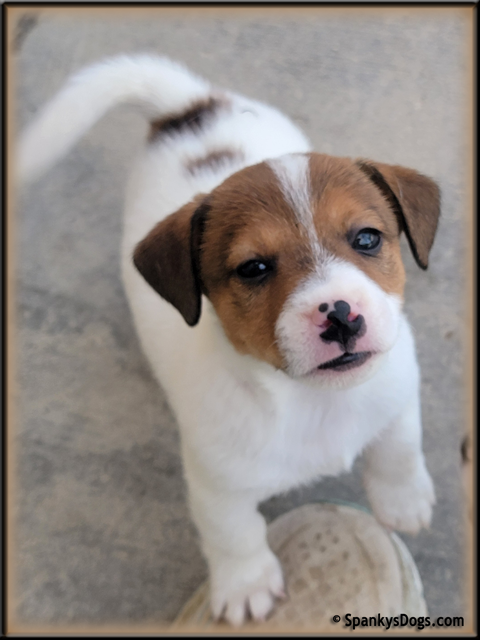 Male #1 Jack Russell Terrier Puppy for Sale