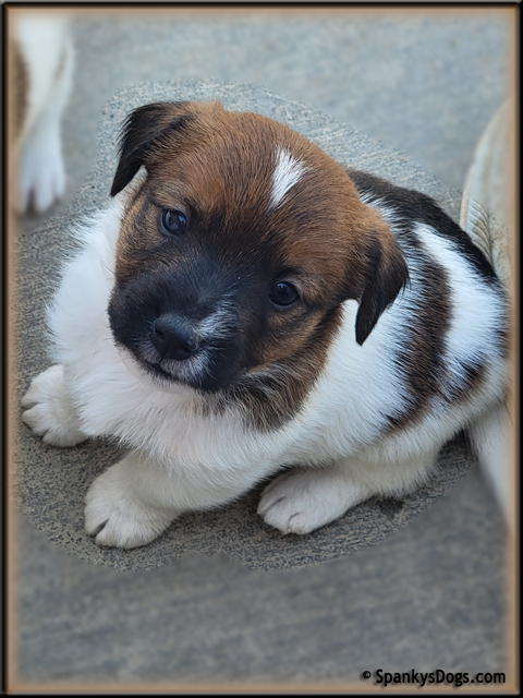 Male #2 Jack Russell Terrier Puppy for Sale