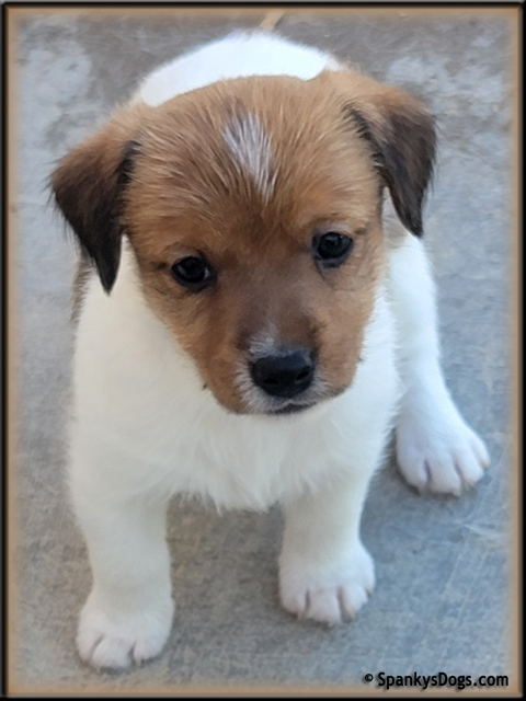 Male #3 Jack Russell Terrier Puppy for Sale
