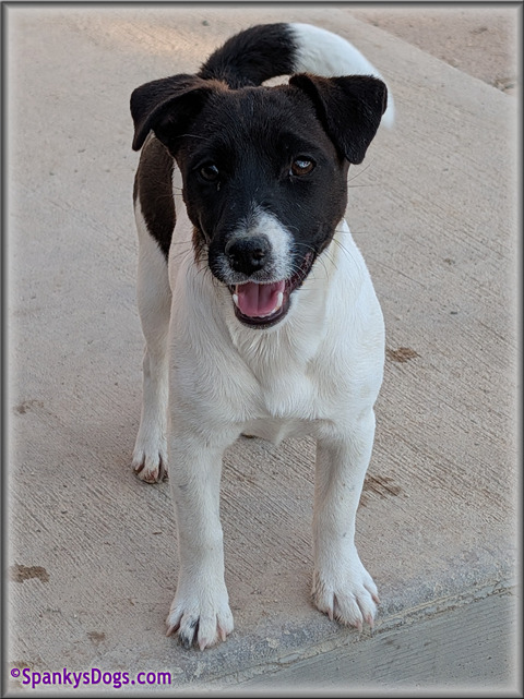 Jack Russell Terrier Puppy for sale - female 1