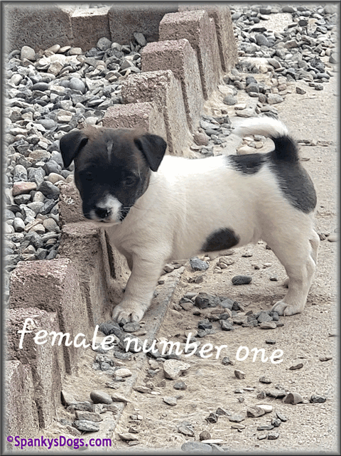 Jack Russell Terrier Puppy for sale - female 1