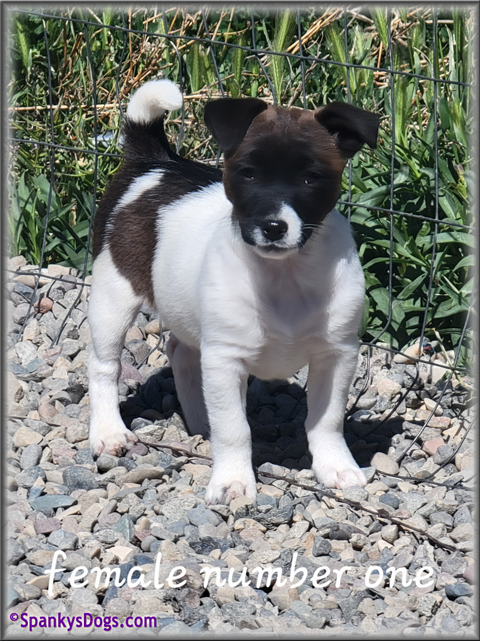 Jack Russell Terrier Puppy for sale - female 1