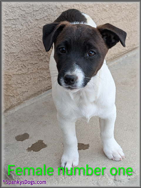 Jack Russell Terrier Puppy for sale - female 1