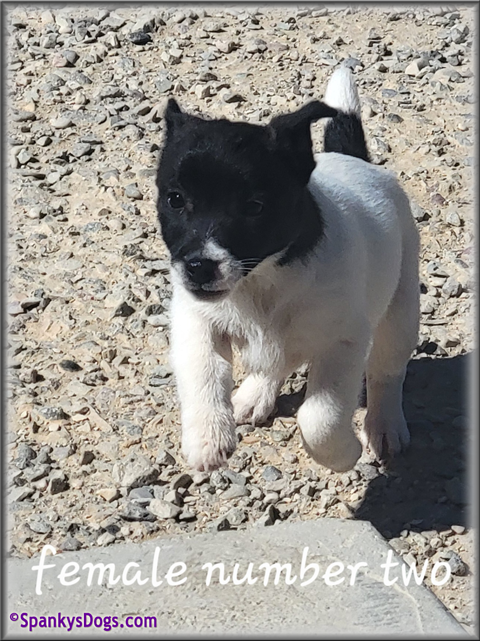 Jack Russell Terrier Puppy for sale - female 2