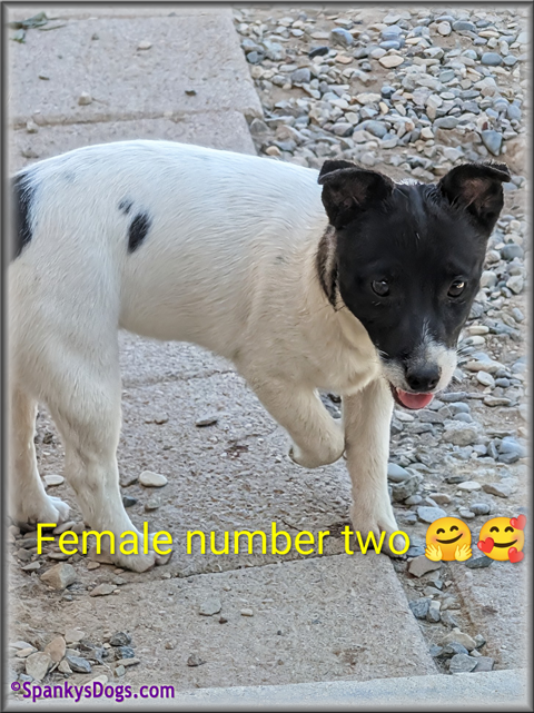 Jack Russell Terrier Puppy for sale - female 2