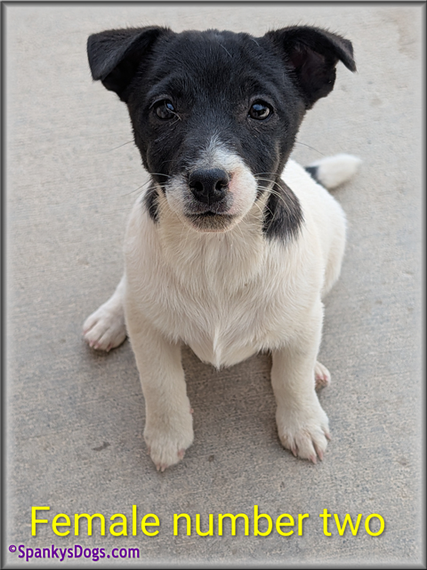 Jack Russell Terrier Puppy for sale - female 2