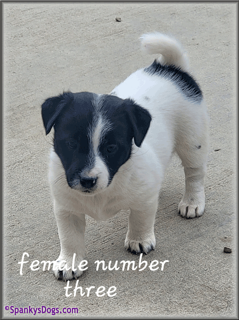Jack Russell Terrier Puppy for sale - female 3