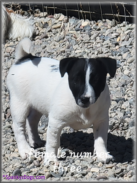 Jack Russell Terrier Puppy for sale - female 3