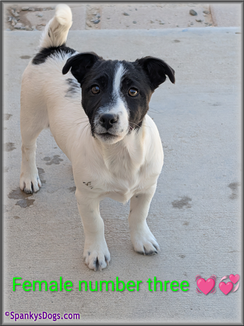 Jack Russell Terrier Puppy for sale - female 3