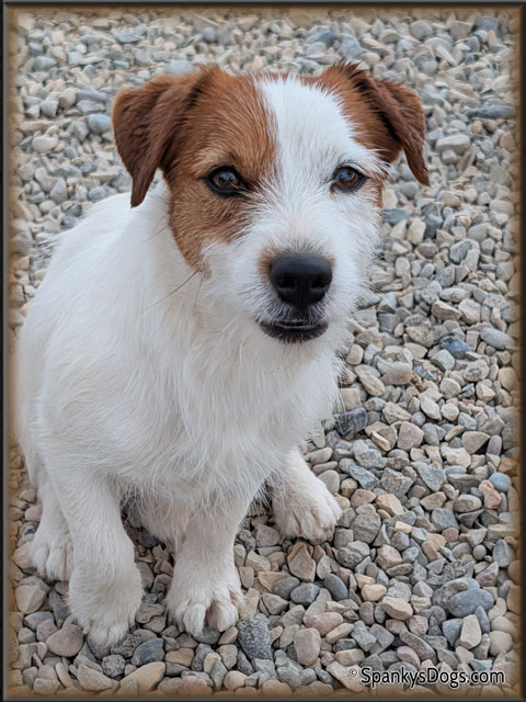 Gabriel - Jack Russell Terrier stud dog for sale at Spanky's Dogs