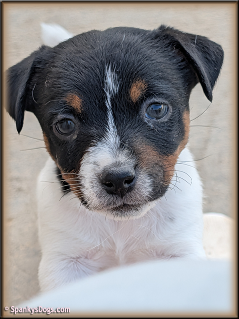 Jack Russell Terrier Puppy for sale - female 1