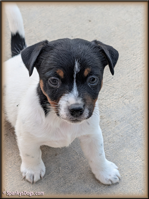 Jack Russell Terrier Puppy for sale - female 1