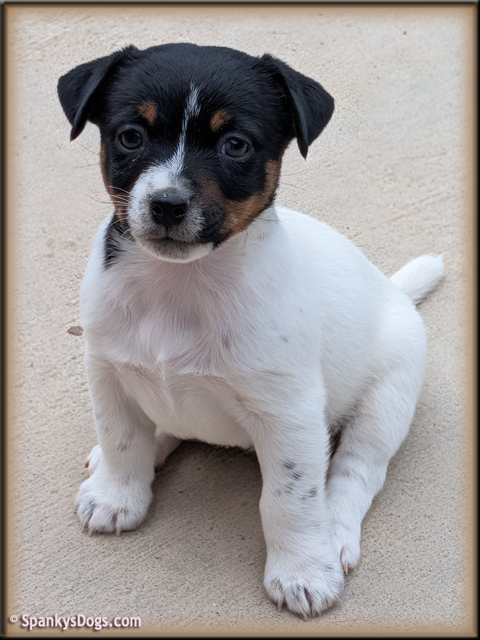 Jack Russell Terrier Puppy for sale - female 1