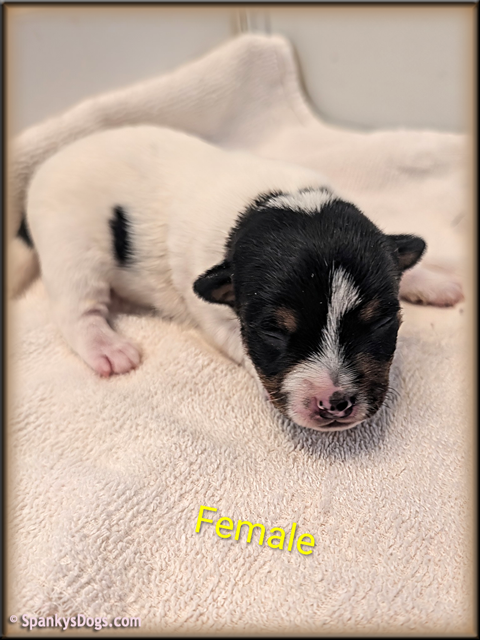 Jack Russell Terrier Puppy for sale - female 1