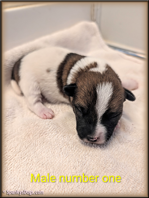 Jack Russell Terrier Puppy for sale - male 1