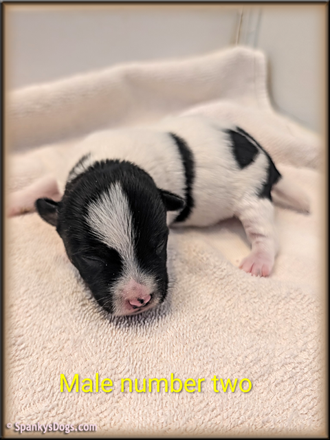Jack Russell Terrier Puppy for sale - male 2