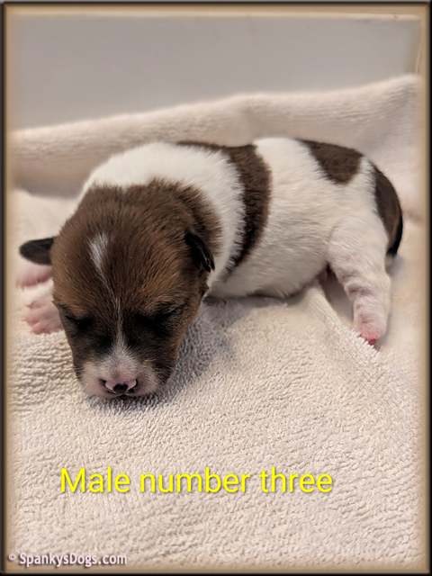 Jack Russell Terrier Puppy for sale - male 3