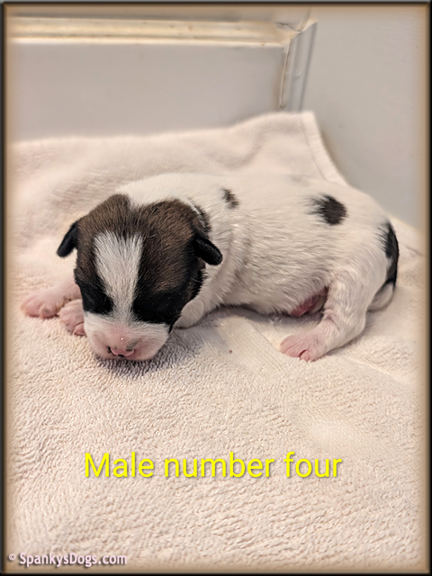 Jack Russell Terrier Puppy for sale - male 4