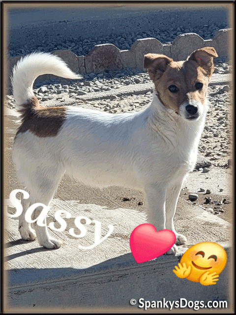 Sassy - upcoming Jack Russell Terrier female for sale at Spankys Dogs