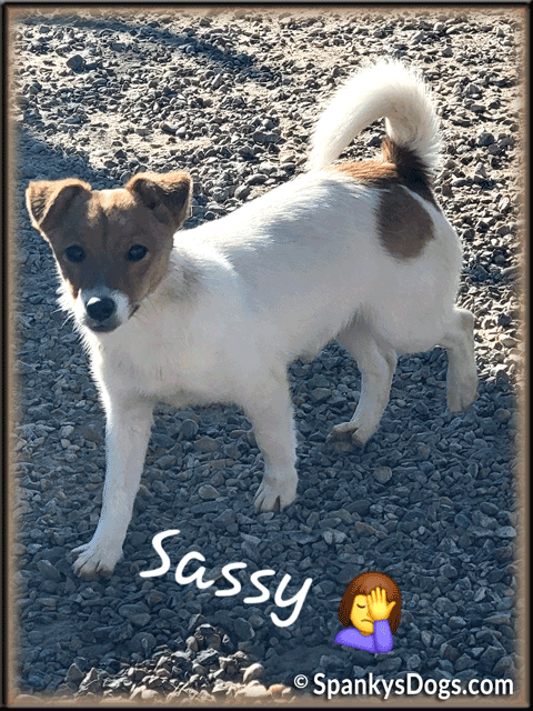 Sassy - upcoming Jack Russell Terrier female for sale at Spankys Dogs