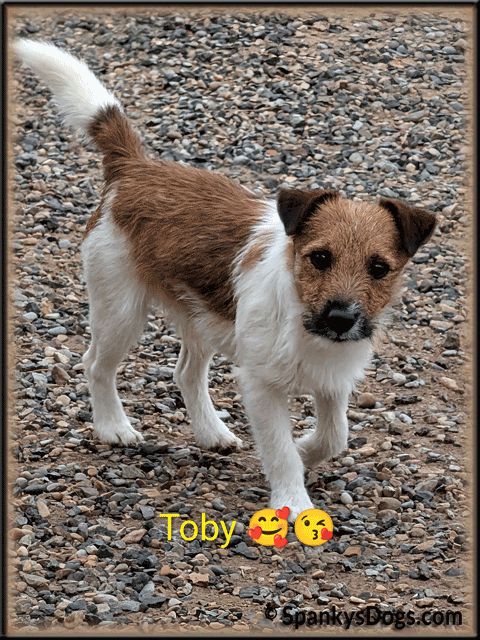 Toby - up and coming Jack Russell Terrier stud dog for sale at Spanky's Dogs