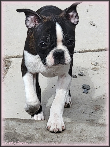 Boston Terrier Female Belle at Spanky's Dogs