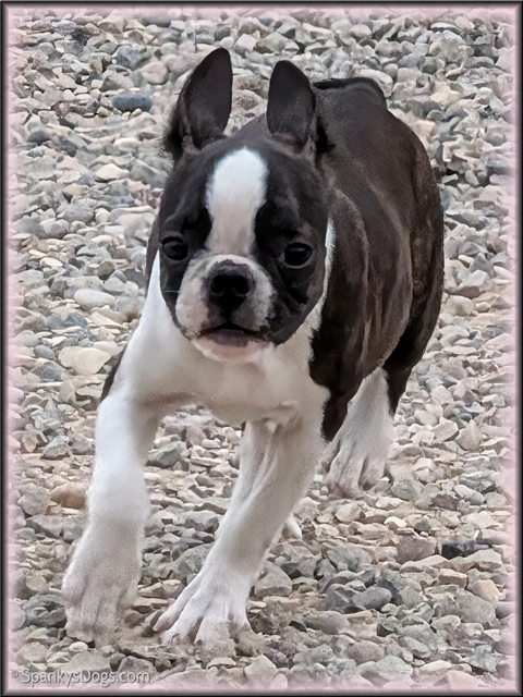 Boston Terrier Female Billie Jean at Spanky's Dogs