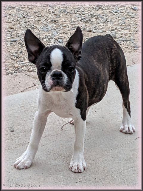 Boston Terrier Female Billie Jean at Spanky's Dogs