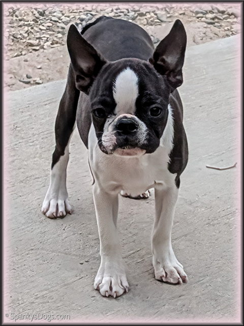 Boston Terrier Female Billie Jean at Spanky's Dogs