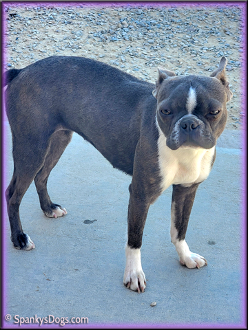 Boston Terrier Female Carolina at Spanky's Dogs