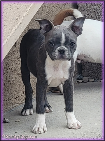 Boston Terrier Female Carolina at Spanky's Dogs