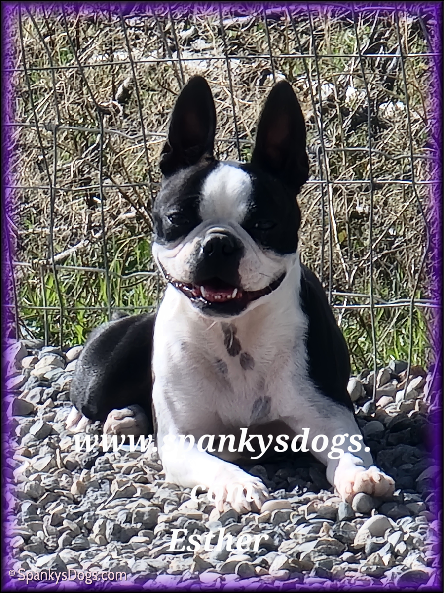 Boston Terriers - Absolutely Boston Terriers, image size:900x1200