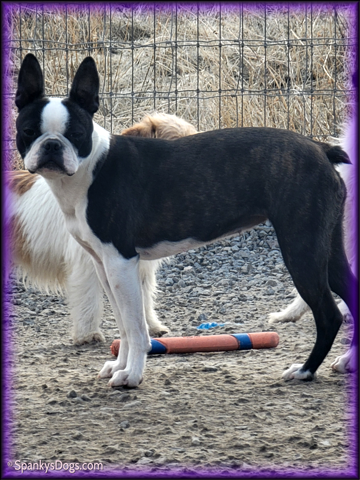 Boston Terrier Female - Esther at Spanky's Dogs