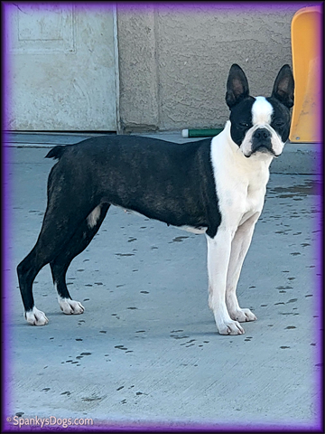 Boston Terrier Female - Esther at Spanky's Dogs