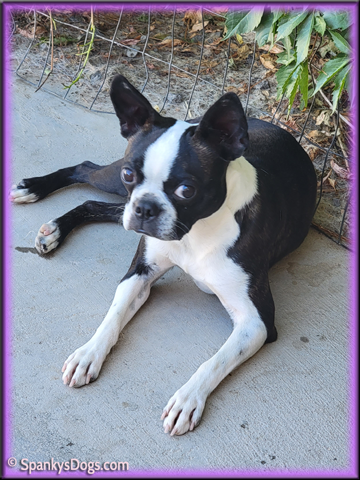 Boston Terrier Female for sale - Hope at Spanky's Dogs
