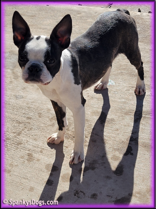 Retired boston shop terriers for sale