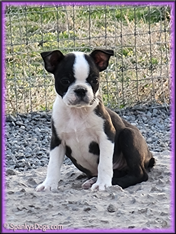 Boston Terrier Female - Hope at Spanky's Dogs
