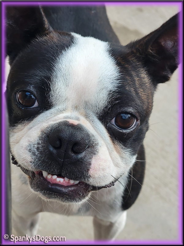 Spanky s Boston Terrier puppies for sale in CO start with Awesome Boston Terrier Moms and Dads