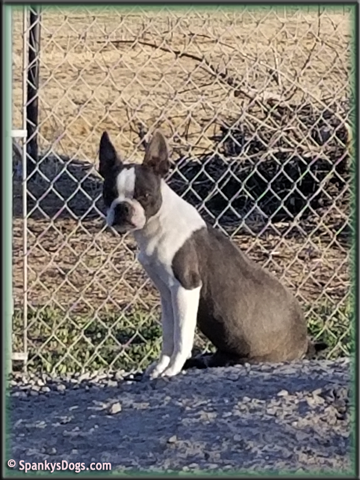 Boston Terrier Female - Rosalee at Spanky's Dogs
