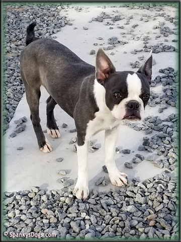 Boston Terrier Female - Rosalee at Spanky's Dogs