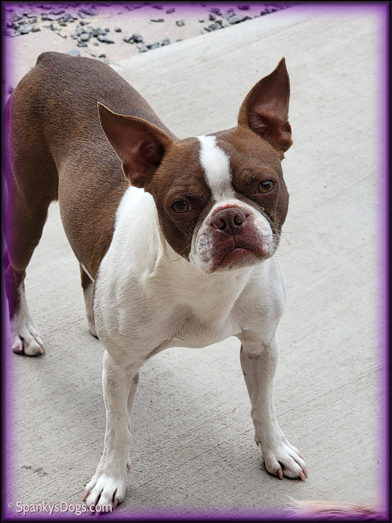 Boston terrier free to good home cheap