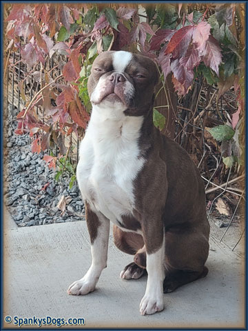 Boston Terrier Male - Rhett at Spanky's Dogs