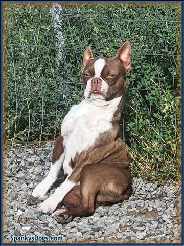 Boston Terrier Male - Rhett at Spanky's Dogs